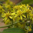 四花合耳菊 四花合耳菊