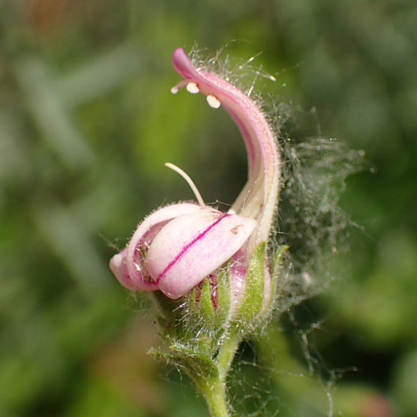 Keckiella breviflora
