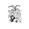 窄葉菸斗柯 窄葉菸斗柯