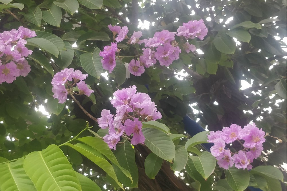 大葉紫薇51 大葉紫薇51
