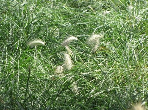尖毛草 尖毛草