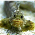 猴面魚 猴面魚