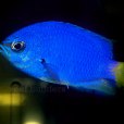 二色光鰓魚 二色光鰓魚