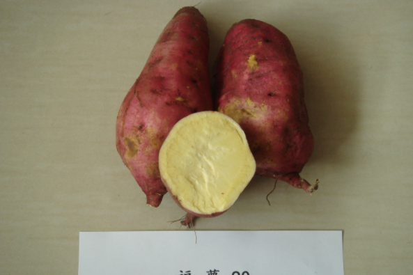福薯90 福薯90