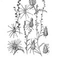 小果鶴虱 小果鶴虱