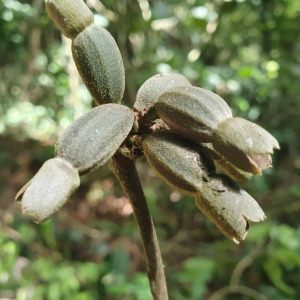 Sherbournia hapalophylla