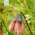 矢葉垂頭菊 矢葉垂頭菊