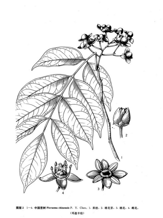 中國苦木(中國苦樹) 中國苦木(中國苦樹)