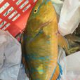 青衣(魚類青衣) 青衣(魚類青衣)