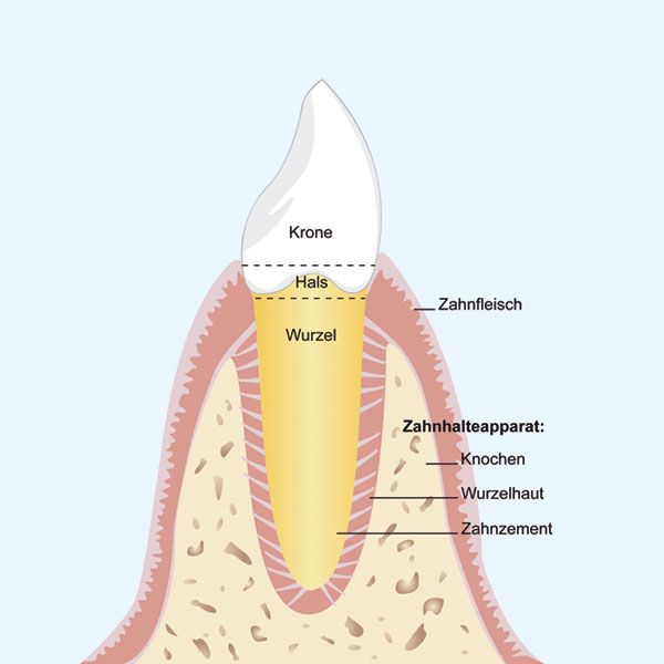 牙周膜