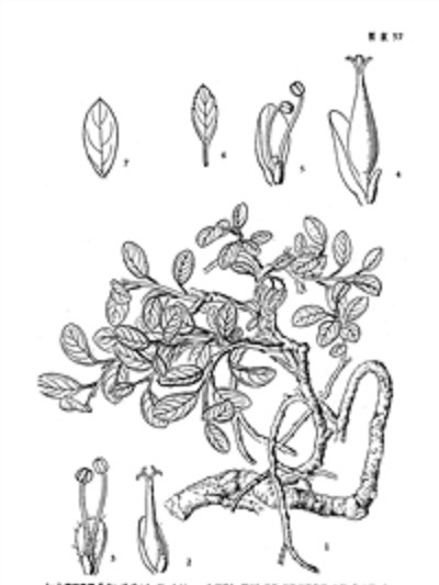 卡馬墊柳