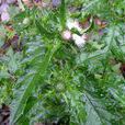 阿里山薊 阿里山薊