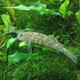 鰕虎魚(鰕虎魚) 鰕虎魚(鰕虎魚)