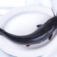 鮎魚(鮎形目魚類)