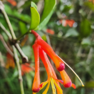 Psittacanthus grandifolius