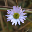 短莖紫菀 短莖紫菀