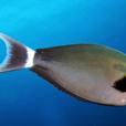 鰓斑刺尾魚 鰓斑刺尾魚