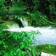 綠水長流 綠水長流