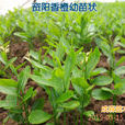 資陽香橙 資陽香橙
