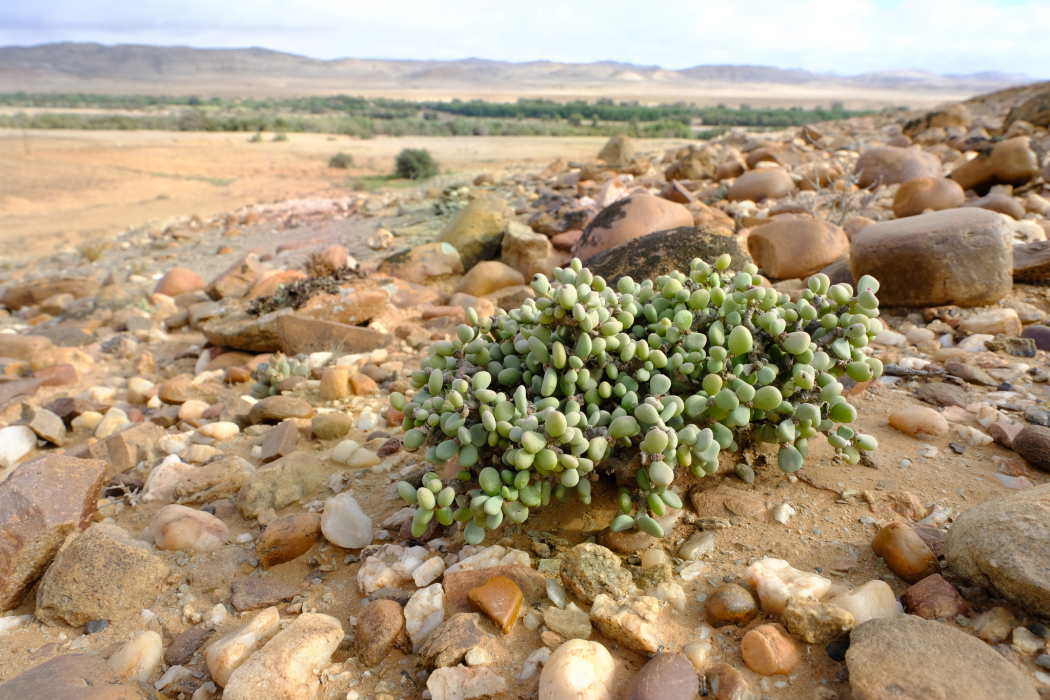Portulacaria pygmaea
