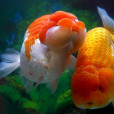 蘭壽金魚(金魚的品種) 蘭壽金魚(金魚的品種)
