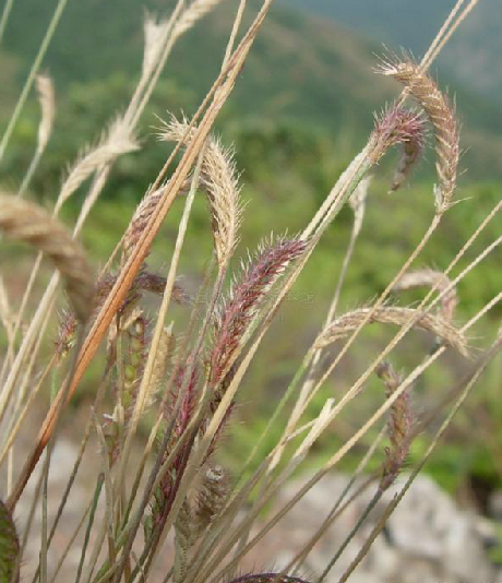 蜈蚣草根 蜈蚣草根