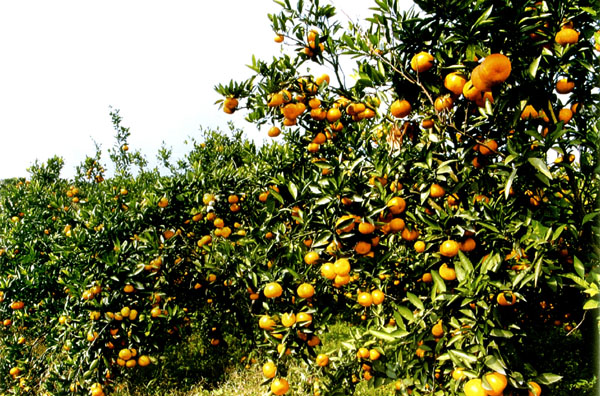 周坡鎮柑橘園