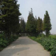 華欣村 華欣村