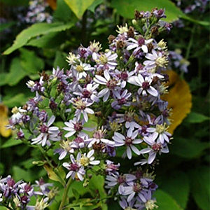 杈枝紫菀