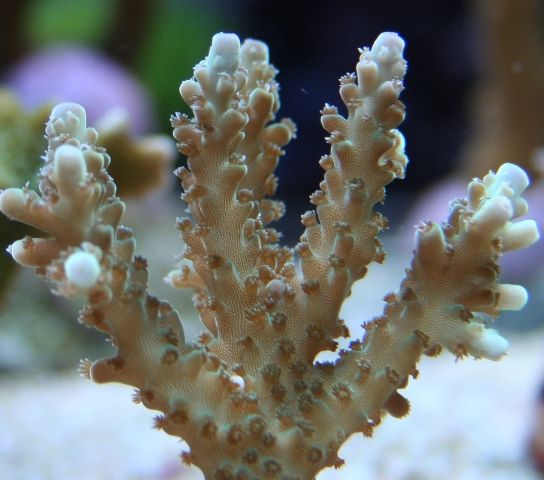 石松鹿角珊瑚