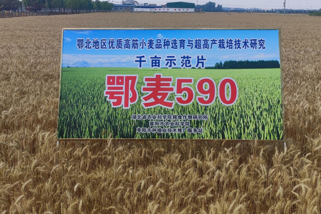 鄂麥590 鄂麥590