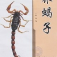 養蠍子 養蠍子