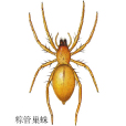 粽管巢蛛 粽管巢蛛