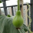 菜葫蘆 菜葫蘆