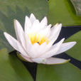 水蓮花 水蓮花