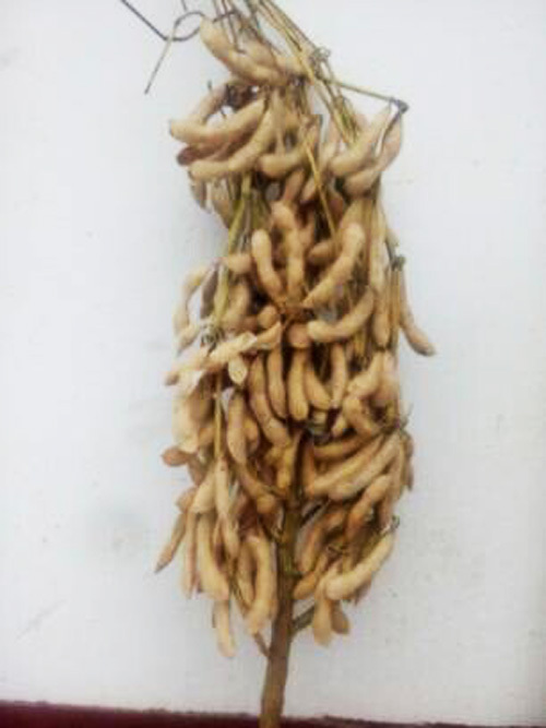 蘇豆11號 蘇豆11號