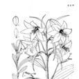 墨江百合 墨江百合