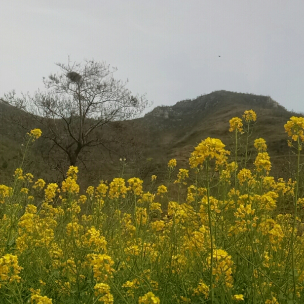 馬蘭村