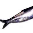 鯡魚(中藥) 鯡魚(中藥)
