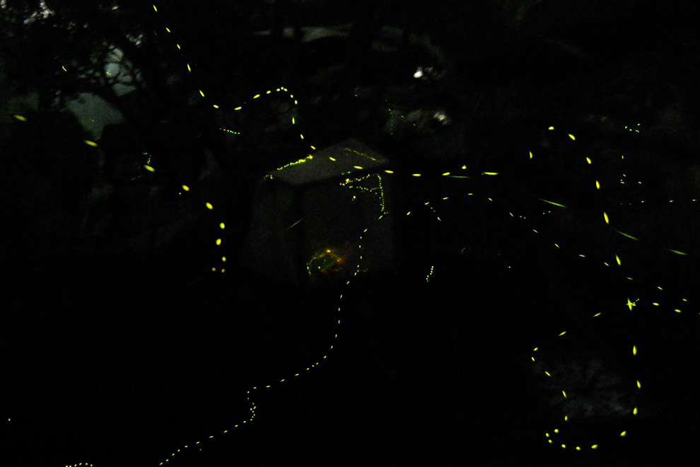 松山湖螢火蟲