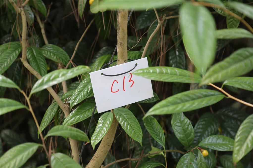 金花茶優樹FS013 金花茶優樹FS013