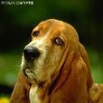 指標犬 指標犬