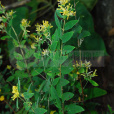 多毛蕘花 多毛蕘花