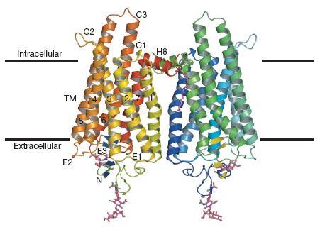GPCR蛋白結構——7次跨膜