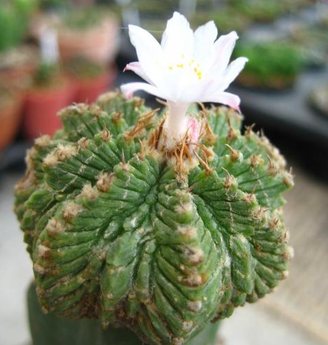 老花籠 老花籠
