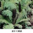 披針毛鱗蕨