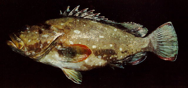 加洲石斑魚