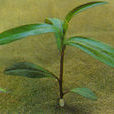 小蓼 小蓼