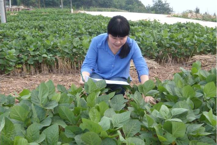 吳海英(南充市農業科學院大豆研究所所長) 吳海英(南充市農業科學院大豆研究所所長)