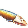 半環魚 半環魚